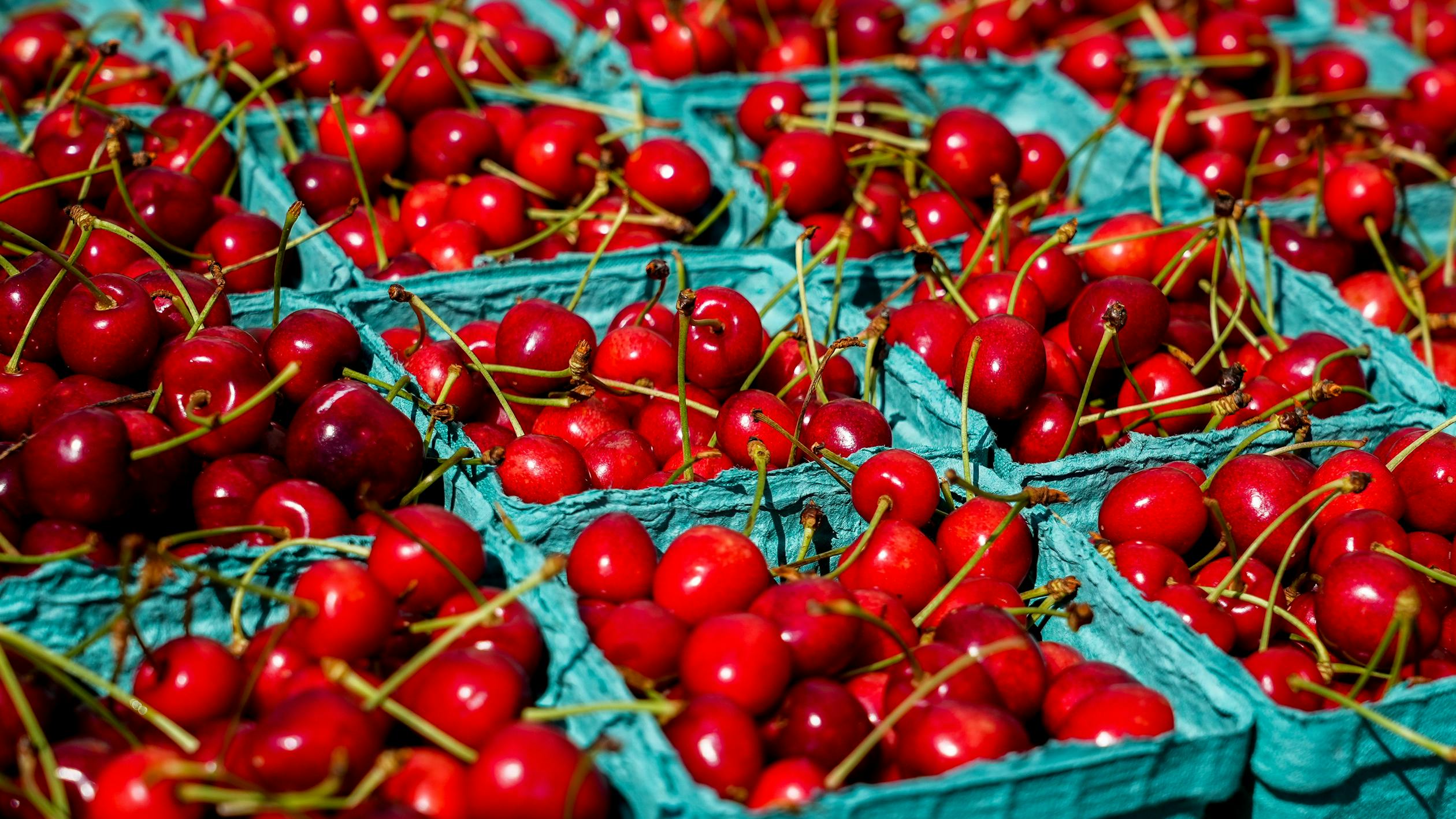 A bowl of ripe, dark red cherries with stems, freshly picked and glistening
