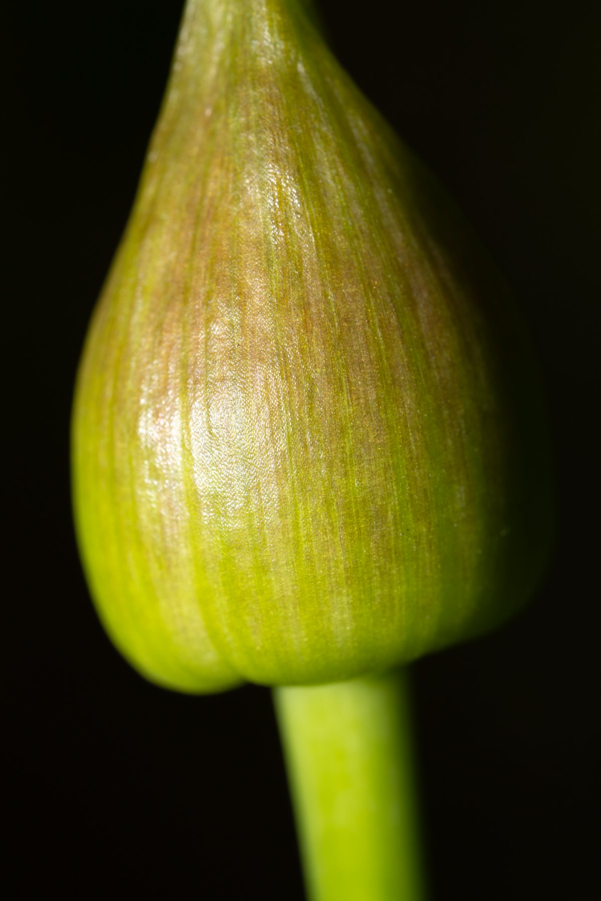 Close-up of a garlic scape's tightly furled flower bud at the tip of its green stalk