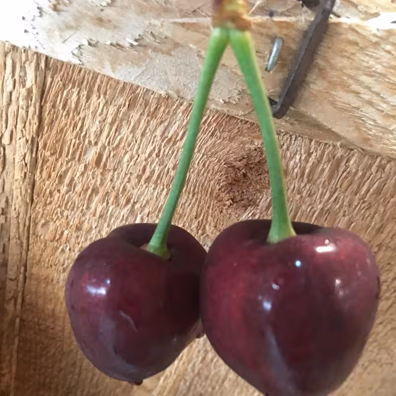 Seaquist Orchards Farm Market